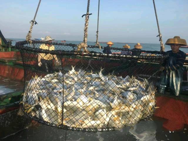 捕捞上岸的金鲳鱼。 捕捞上岸的金鲳鱼。