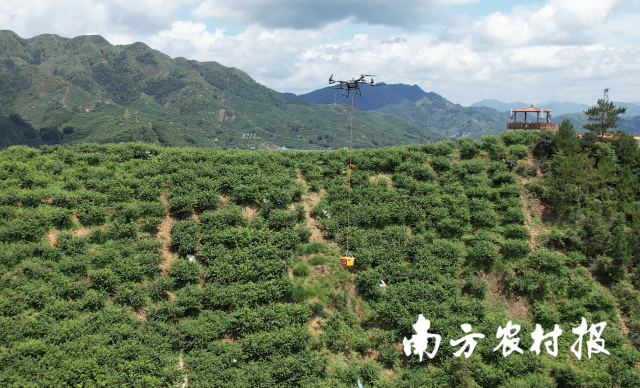 无人机穿梭在山间果园,运输三华李 无人机穿梭在山间果园,运输三华李