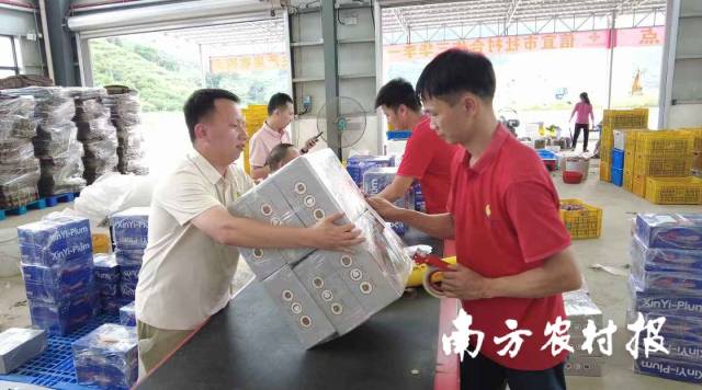 分选后的三华李装箱中 分选后的三华李装箱中